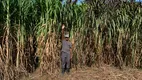 Foto 19 de Fazenda/Sítio com 3 Quartos à venda, 30000m² em Centro, Ceará Mirim