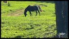 Foto 20 de Fazenda/Sítio com 6 Quartos à venda, 774000m² em Centro, Ibiúna