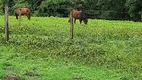 Foto 8 de Fazenda/Sítio à venda em Centro, Niquelândia