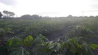 Foto 2 de Fazenda/Sítio com 3 Quartos à venda, 20000m² em Sitio Arena, São José de Mipibu