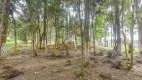 Foto 13 de Fazenda/Sítio à venda, 10000m² em Timbu, Campina Grande do Sul