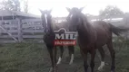 Foto 17 de Fazenda/Sítio à venda em Zona Rural, Dois Irmãos do Tocantins