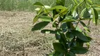 Foto 18 de Fazenda/Sítio à venda, 20000m² em Centro, Redenção da Serra