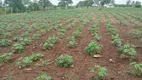 Foto 7 de Fazenda/Sítio com 3 Quartos à venda, 6000m² em Centro, Vera Cruz