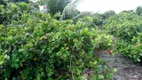 Foto 2 de Fazenda/Sítio com 3 Quartos à venda, 6500m² em Povoado Punau, Rio do Fogo