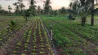 Foto 5 de Fazenda/Sítio com 4 Quartos à venda, 73m² em , Monte Alegre