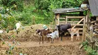 Foto 91 de Fazenda/Sítio com 17 Quartos à venda, 265000m² em Zona Rural, Simão Pereira