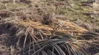 Foto 2 de Lote/Terreno à venda em Zona Rural, Rolante