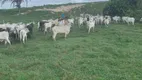 Foto 4 de Fazenda/Sítio à venda em , Centro Novo do Maranhão