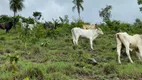 Foto 11 de Fazenda/Sítio à venda, 435000m² em Centro, Minaçu