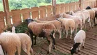 Foto 11 de Fazenda/Sítio com 3 Quartos à venda, 100m² em Rio do Salto, Cascavel