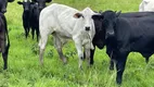 Foto 3 de Fazenda/Sítio à venda em Centro Sao Francisco Xavier, São José dos Campos