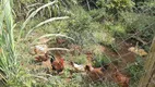 Foto 13 de Fazenda/Sítio com 3 Quartos à venda, 1000m² em Parque das Varinhas, Mogi das Cruzes