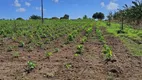 Foto 27 de Fazenda/Sítio com 4 Quartos à venda, 20000m² em Povoado Punau, Rio do Fogo