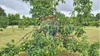 Foto 8 de Fazenda/Sítio com 4 Quartos à venda, 400m² em , Brasília