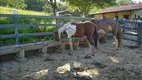 Foto 5 de Fazenda/Sítio com 3 Quartos à venda, 130000m² em Centro, Jaboticatubas