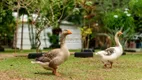 Foto 19 de Fazenda/Sítio com 3 Quartos à venda, 27000m² em Jardim Primavera 2 Etapa, Anápolis