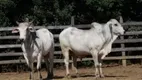 Foto 7 de Fazenda/Sítio com 2 Quartos à venda, 75m² em Zona Rural, Lambari