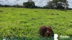 Foto 4 de Fazenda/Sítio à venda, 321m² em Zona Rural, Colinas do Tocantins