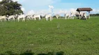 Foto 24 de Fazenda/Sítio à venda, 40000m² em Zona Rural, Araguapaz