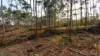 Foto 7 de Fazenda/Sítio à venda, 20000m² em Zona Rural, Campina Grande do Sul