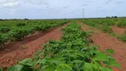 Foto 11 de Fazenda/Sítio com 3 Quartos à venda, 25000m² em Centro, Touros