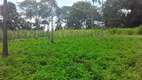 Foto 12 de Fazenda/Sítio com 2 Quartos à venda, 50000m² em Jardim Roriz, Brasília