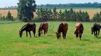 Foto 9 de Fazenda/Sítio com 1 Quarto à venda, 1109000m² em Vila Belo Horizonte, Itapetininga