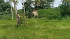 Foto 15 de Fazenda/Sítio à venda, 200000m² em Centro, São Gonçalo do Amarante