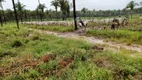 Foto 16 de Fazenda/Sítio à venda em , Penalva