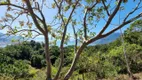 Foto 15 de Lote/Terreno à venda, 5383m² em Ilhote, Ilhabela