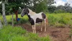 Foto 53 de Fazenda/Sítio com 3 Quartos à venda, 400000m² em Area Rural de Sobradinho, Brasília