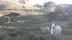 Foto 19 de Fazenda/Sítio com 3 Quartos à venda, 220m² em Zona Rural, Ouro Fino