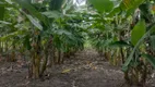 Foto 27 de Fazenda/Sítio com 3 Quartos à venda, 5000m² em Centro, Rio do Fogo