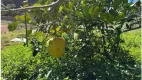 Foto 50 de Fazenda/Sítio com 3 Quartos à venda, 20100m² em Campo do Coelho, Nova Friburgo