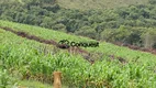 Foto 26 de Fazenda/Sítio com 3 Quartos à venda, 430000m² em Centro, Itaguara