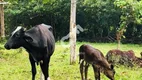 Foto 17 de Fazenda/Sítio com 4 Quartos à venda, 5000m² em Barra do Pojuca, Camaçari