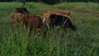 Foto 26 de Fazenda/Sítio à venda, 20000m² em Zona Rural, Funilândia