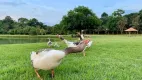 Foto 33 de Casa de Condomínio com 4 Quartos à venda, 365m² em Vila dos Plátanos, Campinas