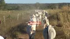 Foto 28 de Fazenda/Sítio à venda, 774m² em Zona Rural, Conceição do Tocantins