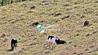 Foto 36 de Fazenda/Sítio com 5 Quartos à venda, 10m² em Zona Rural, Simão Pereira