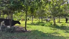 Foto 2 de Fazenda/Sítio com 4 Quartos à venda, 650m² em Balbina, Presidente Figueiredo