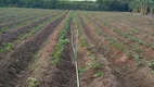 Foto 2 de Fazenda/Sítio com 3 Quartos à venda, 44000m² em Centro, Touros