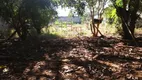 Foto 3 de Lote/Terreno para alugar, 1500m² em Jardim Maria Inês, Aparecida de Goiânia