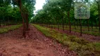 Foto 4 de Fazenda/Sítio à venda, 171250000m² em Zona Rural, Araguaína
