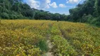 Foto 5 de Lote/Terreno à venda, 77000m² em Iguaçu, Fazenda Rio Grande