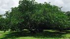 Foto 5 de Fazenda/Sítio com 3 Quartos à venda, 200m² em Aldeia dos Camarás, Camaragibe