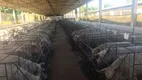 Foto 6 de Fazenda/Sítio à venda, 7000m² em Faxinal dos Almeidas, São Miguel Arcanjo