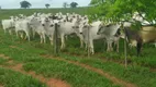 Foto 15 de Fazenda/Sítio com 2 Quartos à venda, 700m² em Zona Rural, Cafelândia