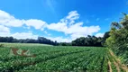 Foto 18 de Fazenda/Sítio com 3 Quartos à venda, 23000m² em Faxina, São José dos Pinhais